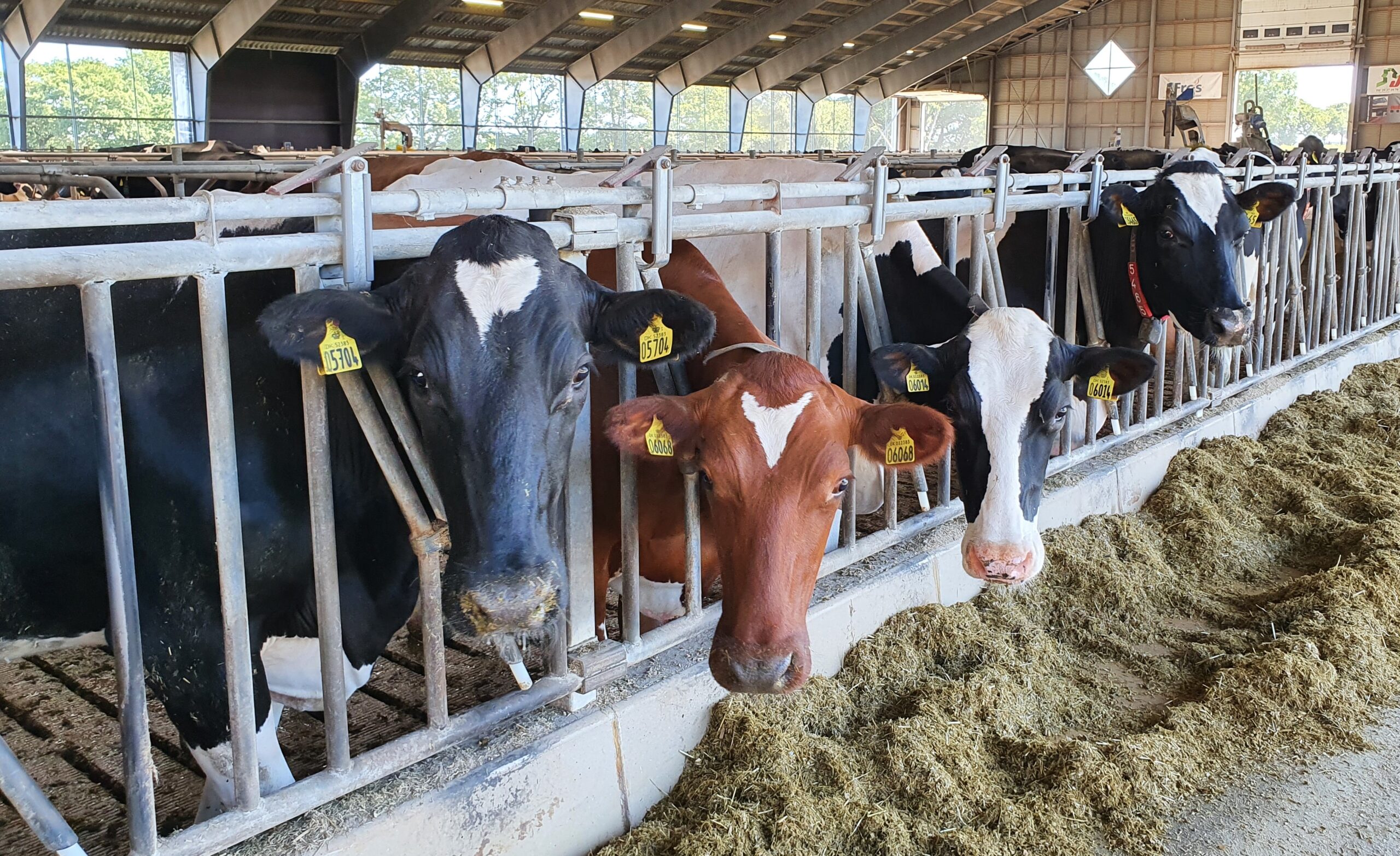 Are Holstein or Jersey cows more profitable? - Dairy